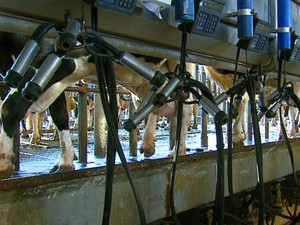 Rigoroso processo de produo do leite tipo A garante a qualidade (Foto: Reproduo/ EPTV)